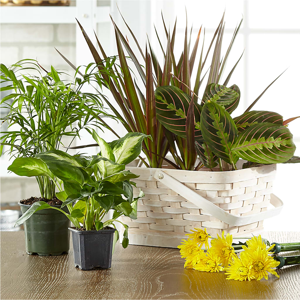 Florist Designed Blooming and Green Plants in a Basket – Evergreen Flowers, Tucson AZ