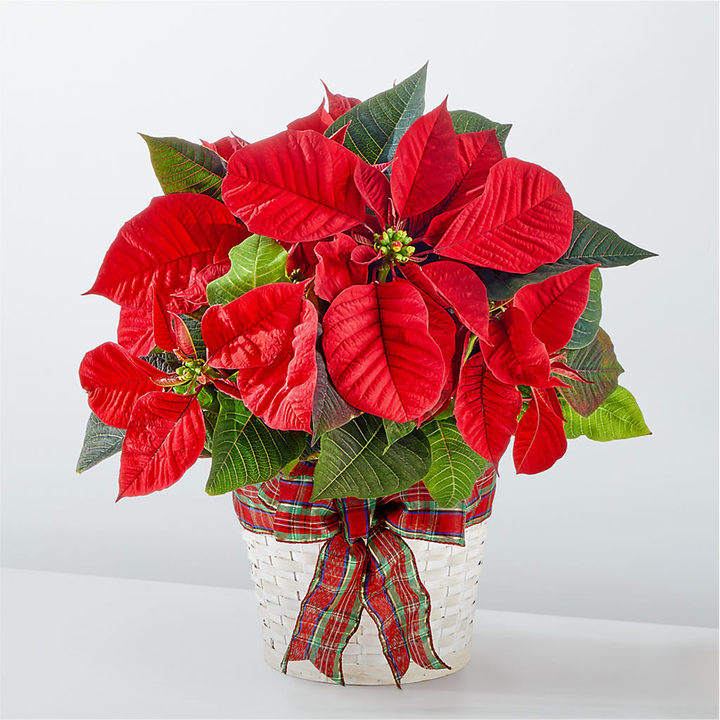 Happiest Holidays Poinsettia – Evergreen Flowers, Tucson AZ