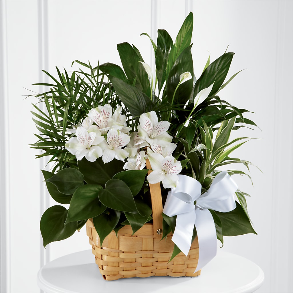 Peace & Serenity Dishgarden – Evergreen Flowers, Tucson AZ