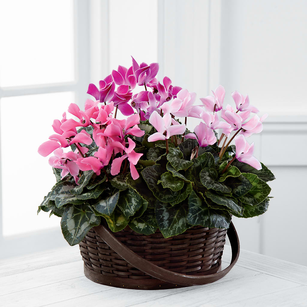 Mixed Cyclamen Planter – Evergreen Flowers, Tucson AZ