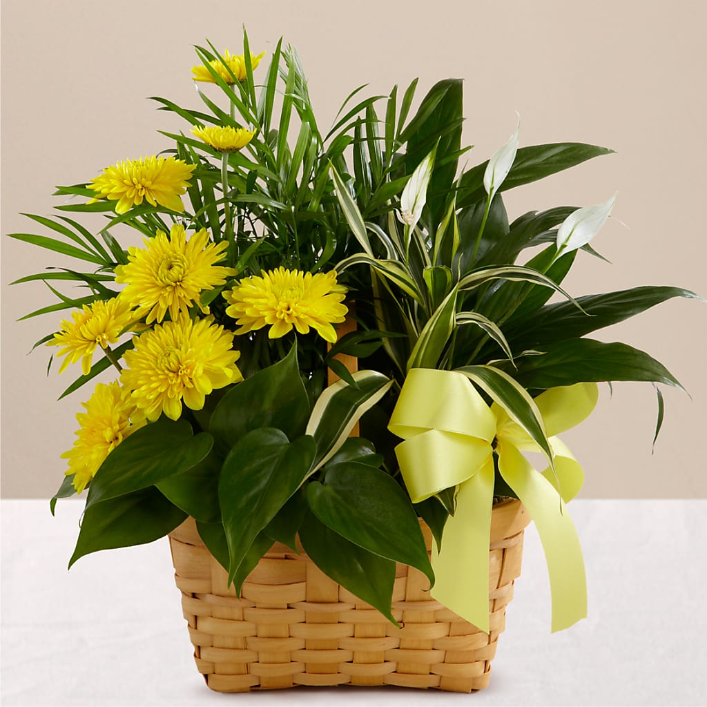 Loving Light Dishgarden – Evergreen Flowers, Tucson AZ