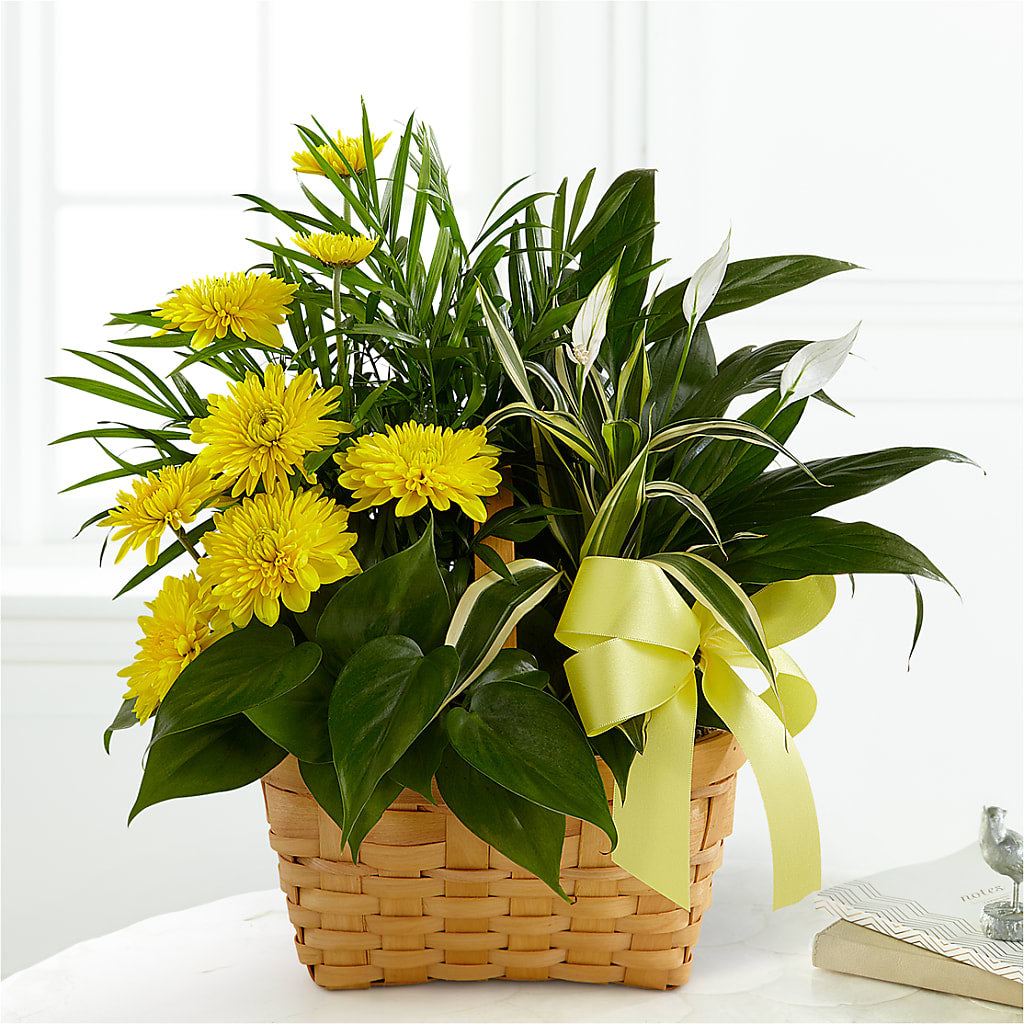 Loving Light Dishgarden – Evergreen Flowers, Tucson AZ