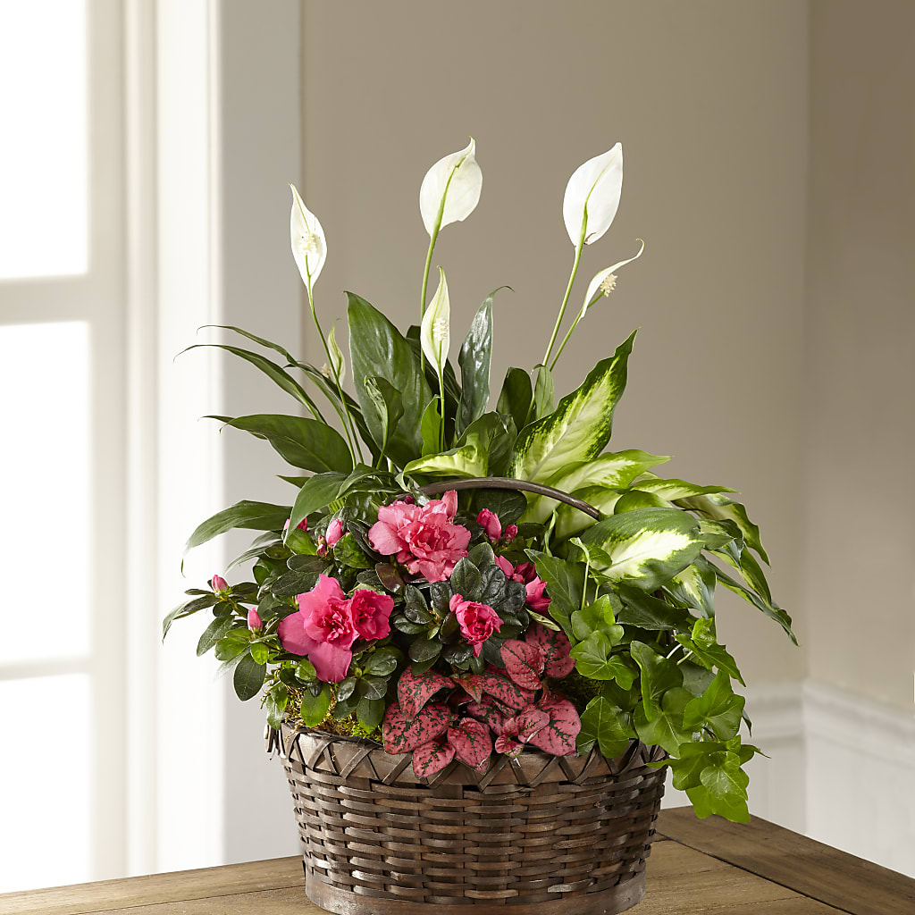 Dream in Pink Dishgarden – Evergreen Flowers, Tucson AZ