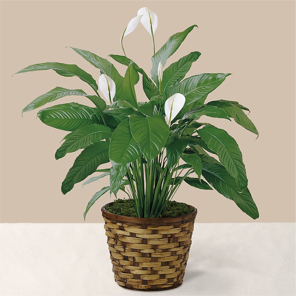 Tranquil Moments Peace Lily Plant – Evergreen Flowers, Tucson AZ