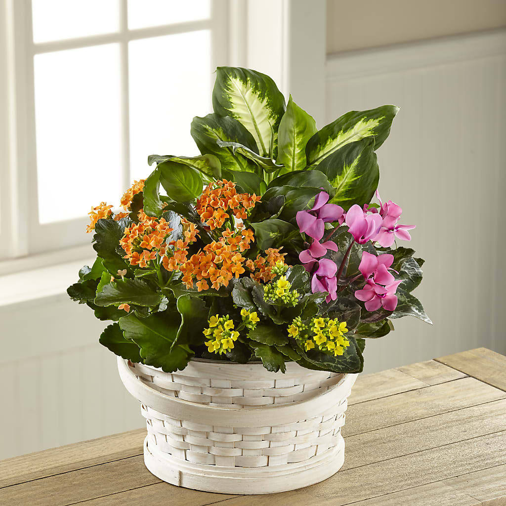 Color Crush Dishgarden – Evergreen Flowers, Tucson AZ