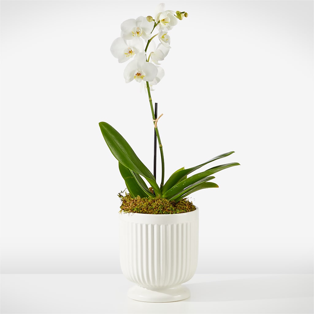 Whispering White Orchid – Evergreen Flowers, Tucson AZ