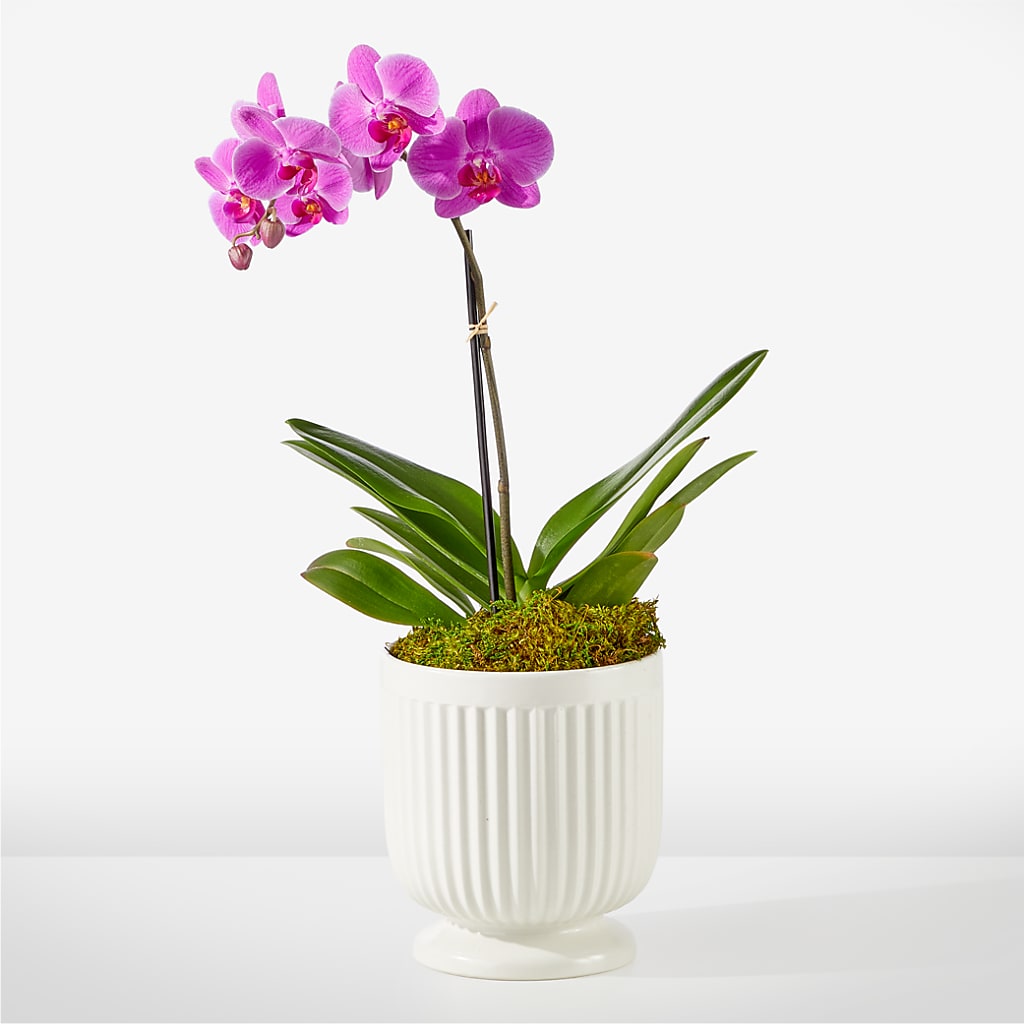 Friendly Fuchsia Orchid – Evergreen Flowers, Tucson AZ
