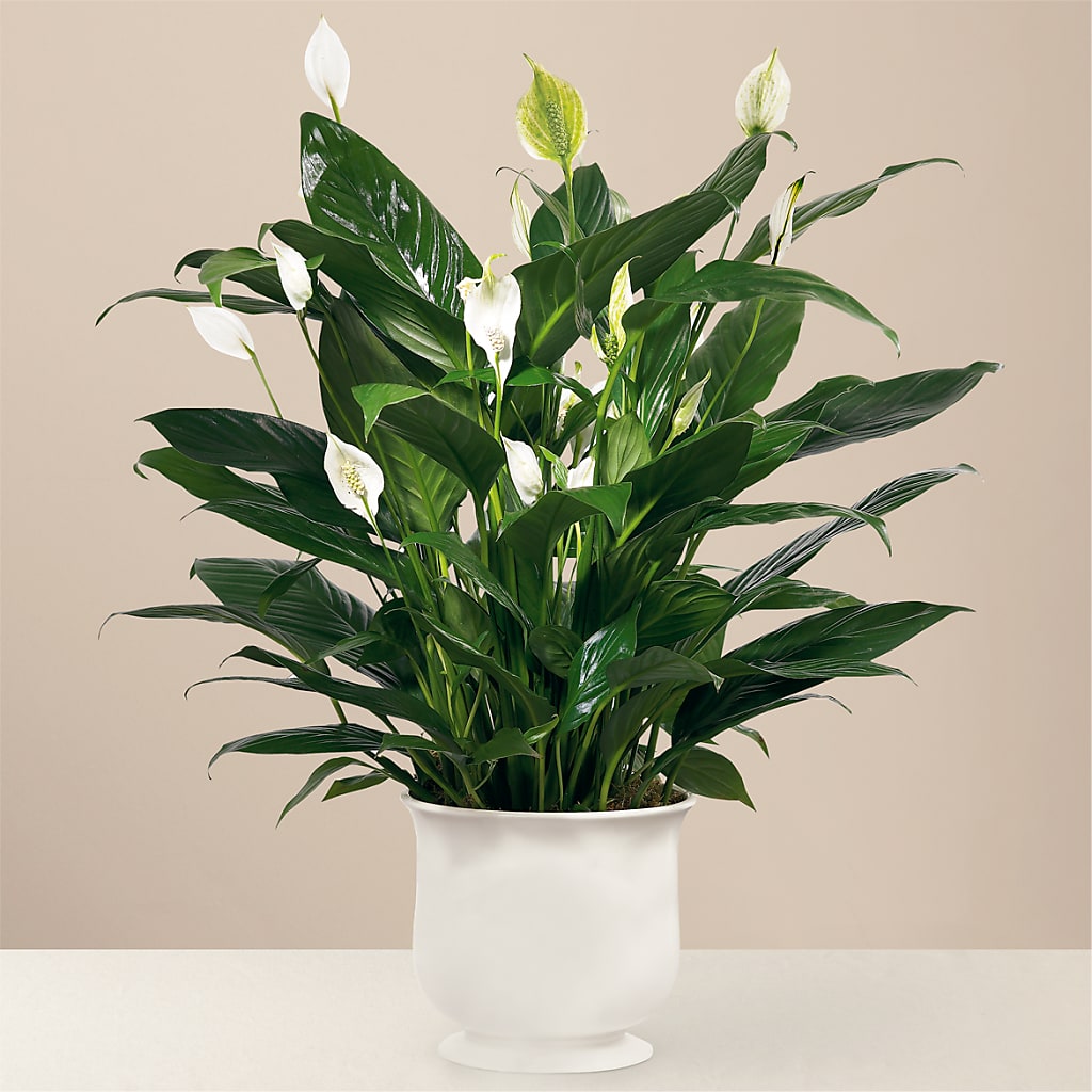 Comfort Planter – Evergreen Flowers, Tucson AZ