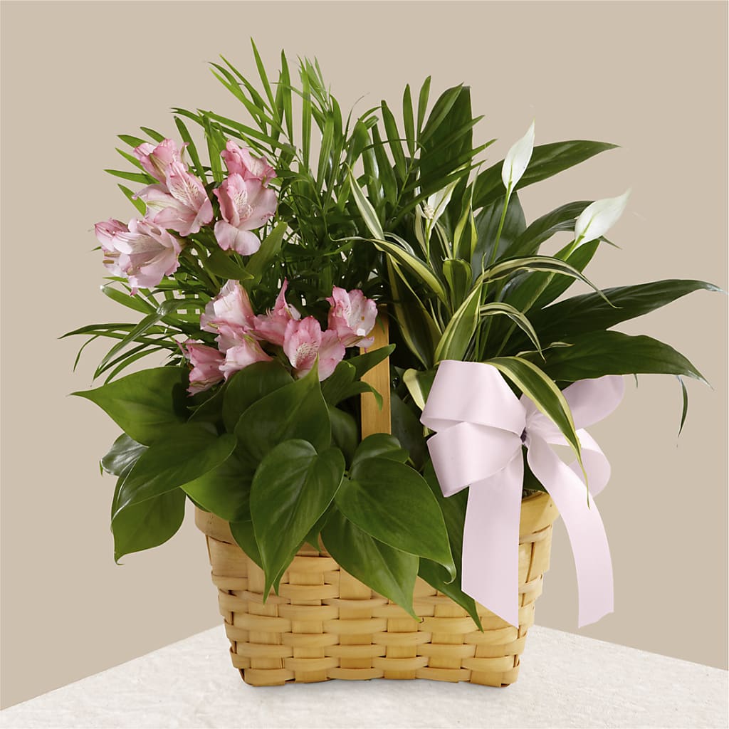 Living Spirit Dishgarden – Evergreen Flowers, Tucson AZ