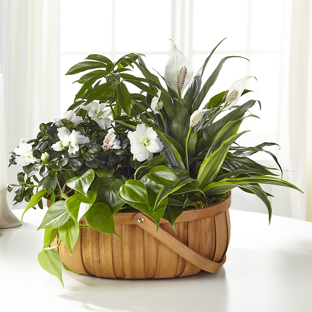 Serene Dishgarden – Evergreen Flowers, Tucson AZ