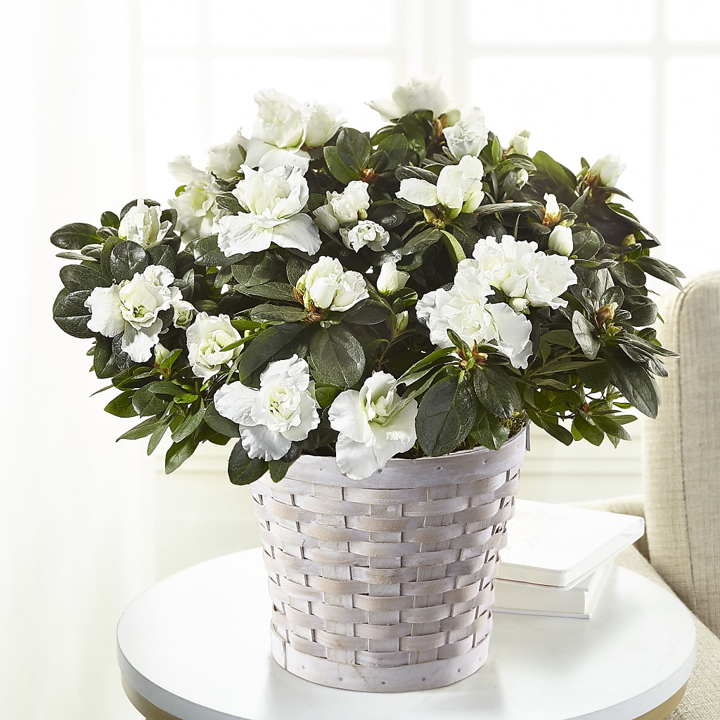 White Azalea Plant – Evergreen Flowers, Tucson AZ