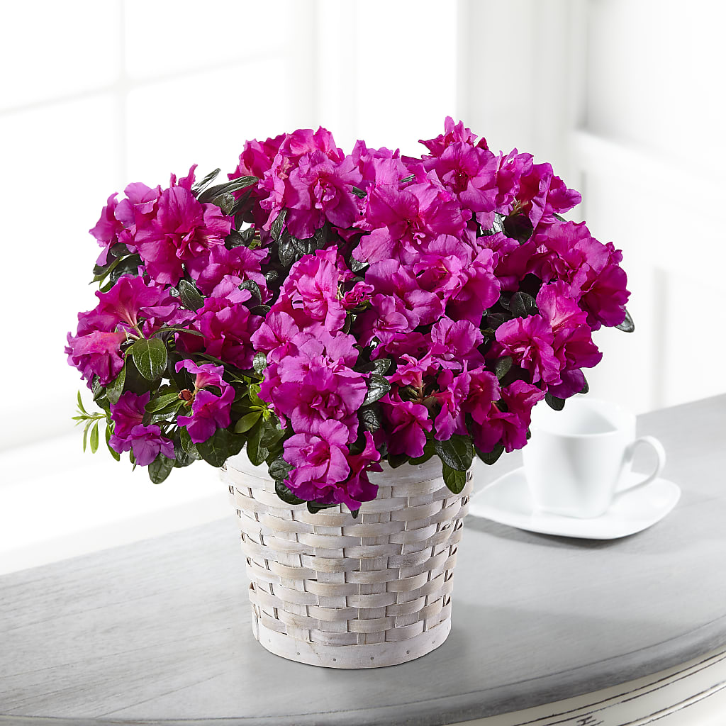 Hope & Serenity Azalea Plant – Evergreen Flowers, Tucson AZ