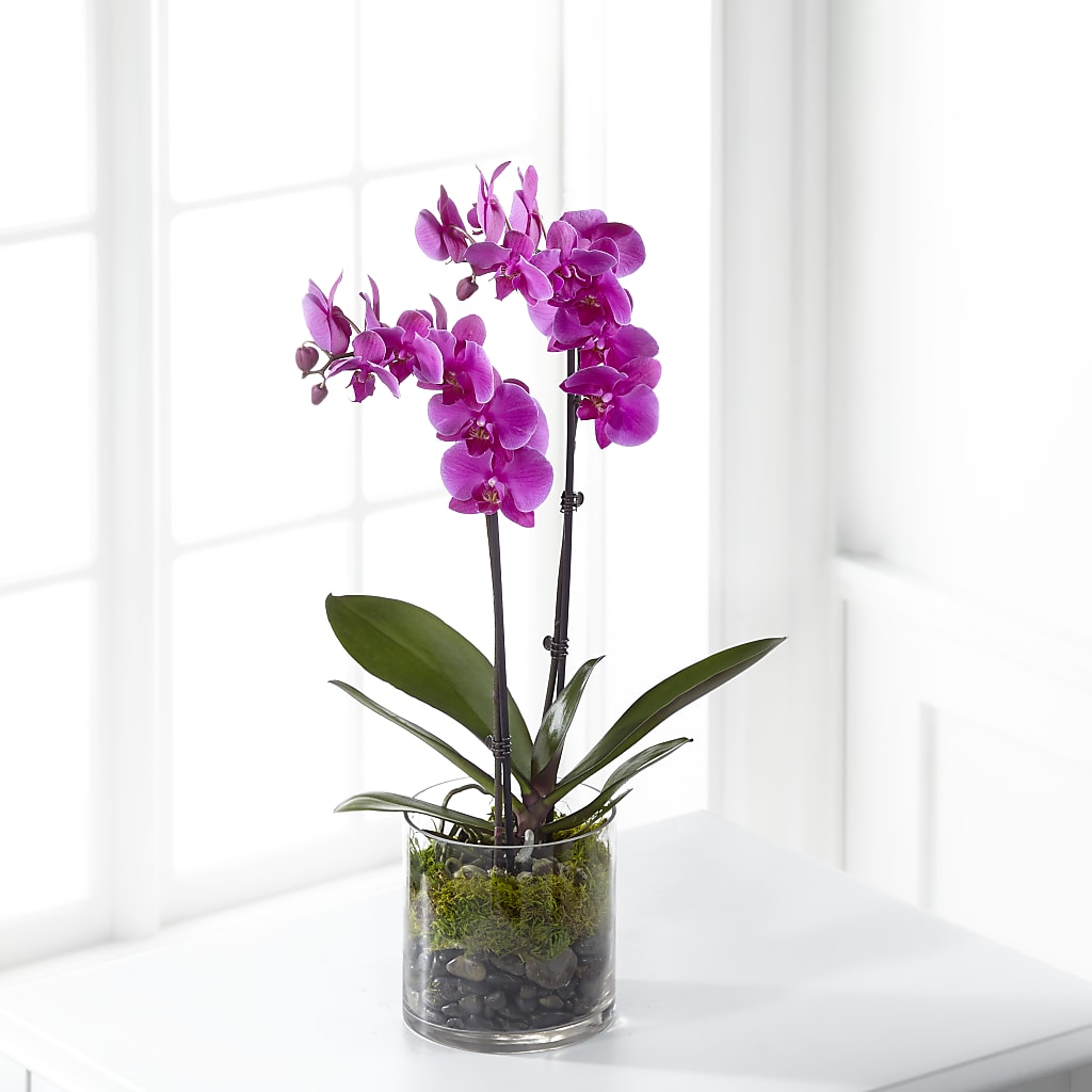Pink Orchid Plant – Evergreen Flowers, Tucson AZ