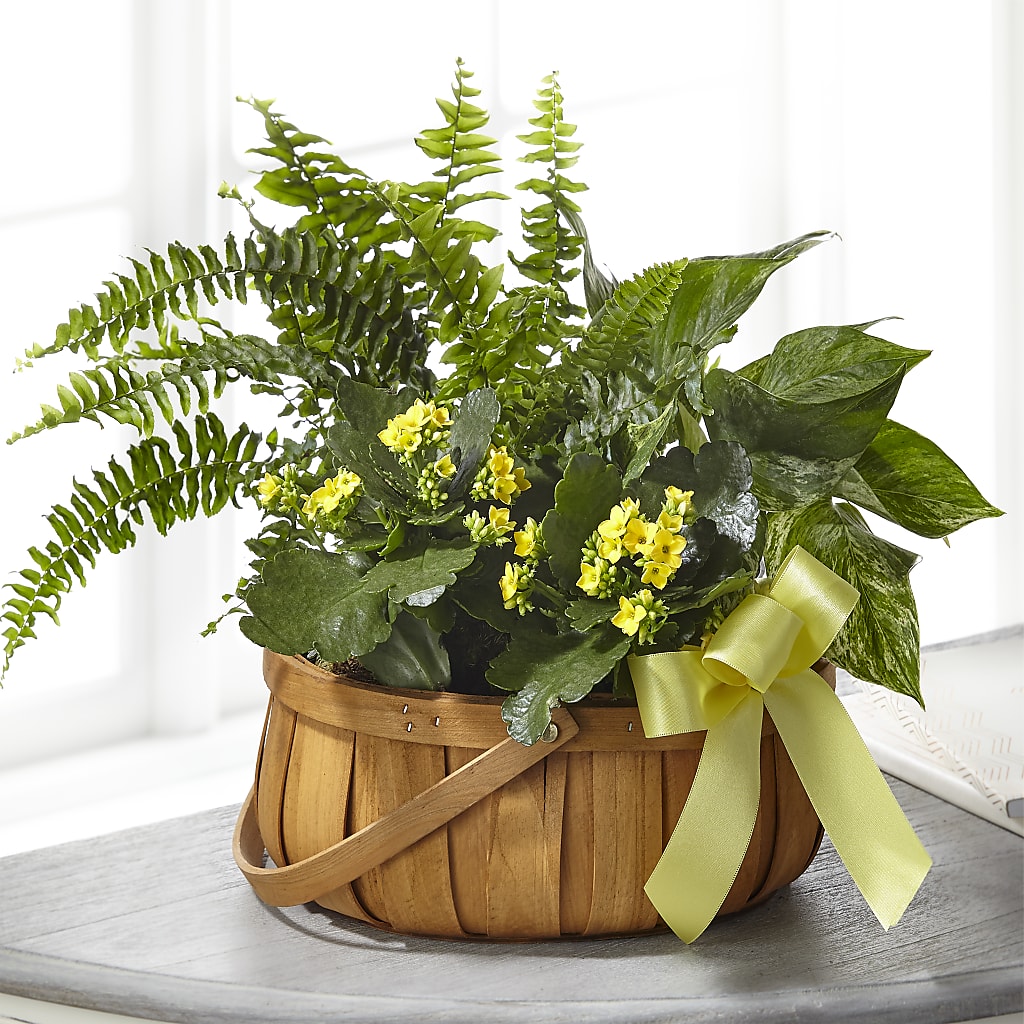 Always Dear Dishgarden – Evergreen Flowers, Tucson AZ