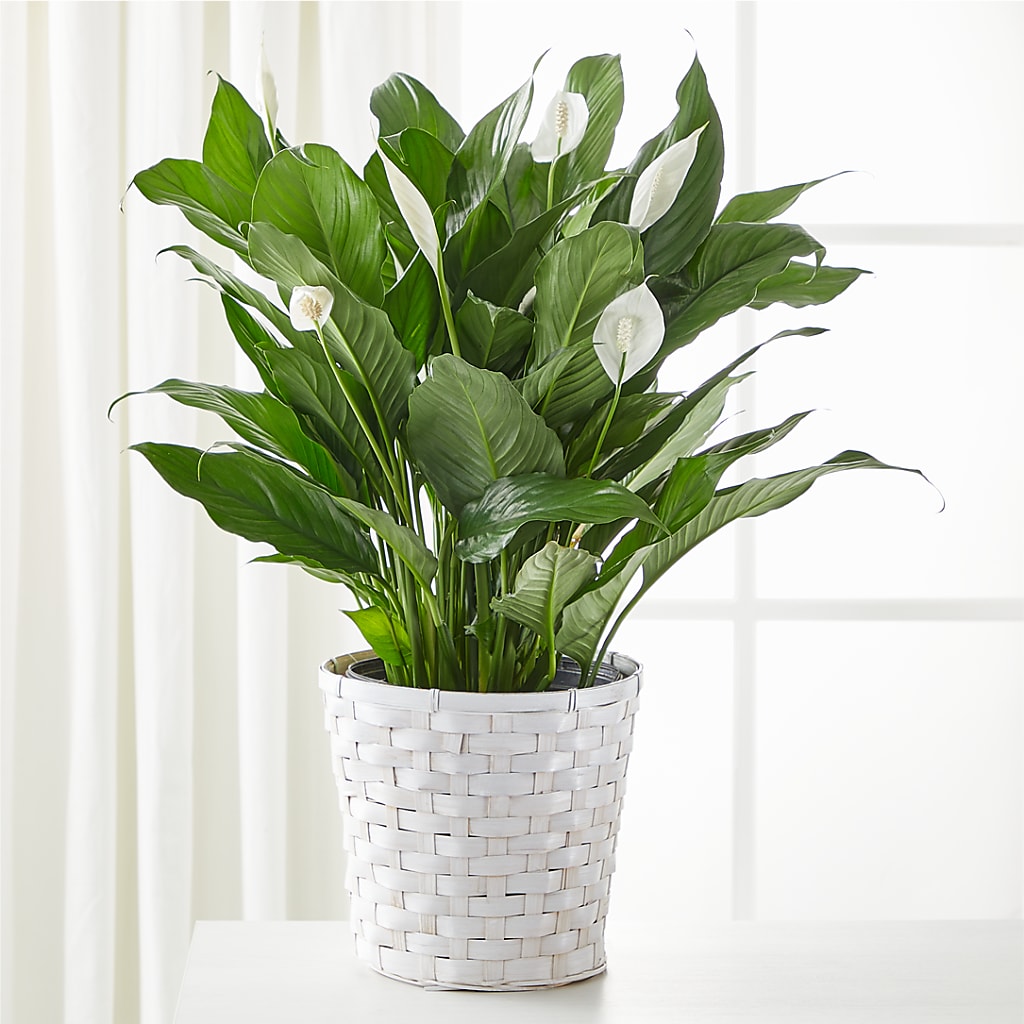 A New Leaf Peace Lily – Evergreen Flowers, Tucson AZ