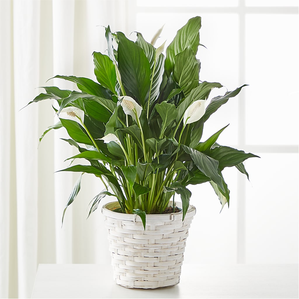 A New Leaf Peace Lily – Evergreen Flowers, Tucson AZ