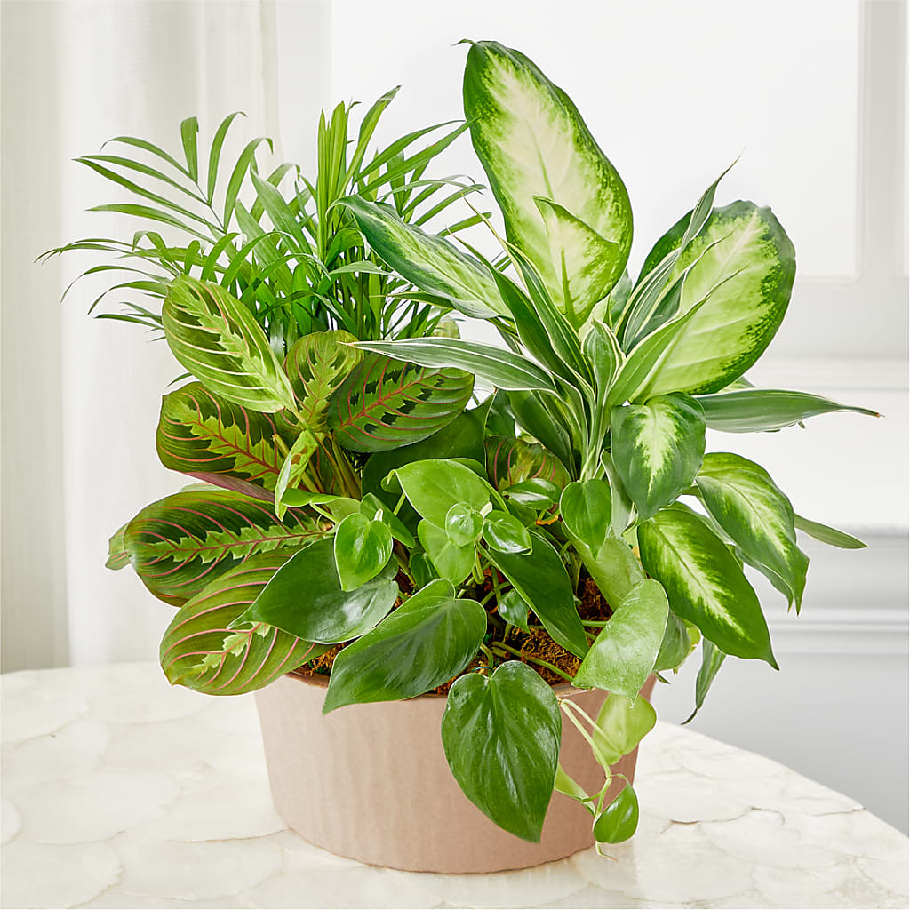 Balance & Harmony Dishgarden – Evergreen Flowers, Tucson AZ