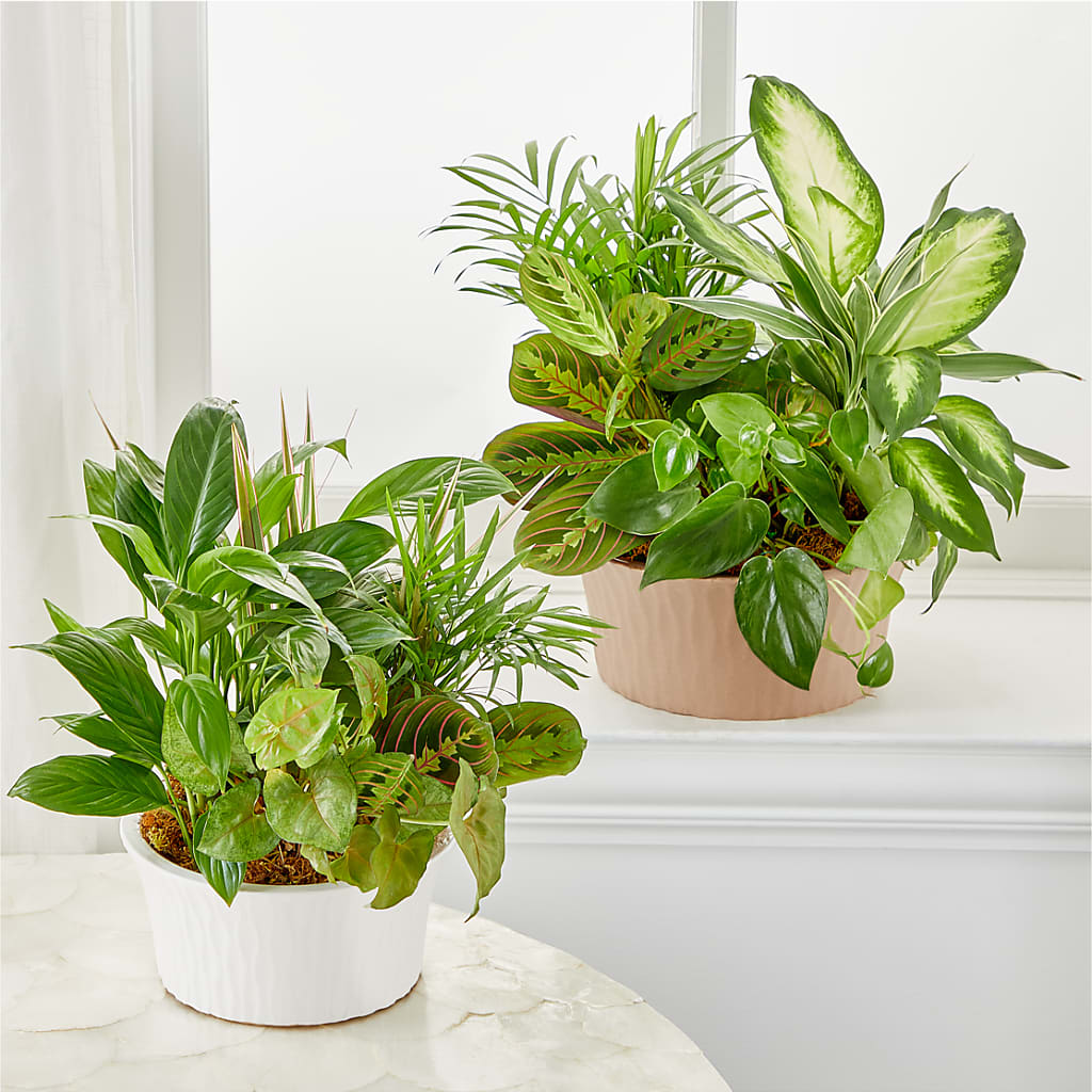 Balance & Harmony Dishgarden – Evergreen Flowers, Tucson AZ