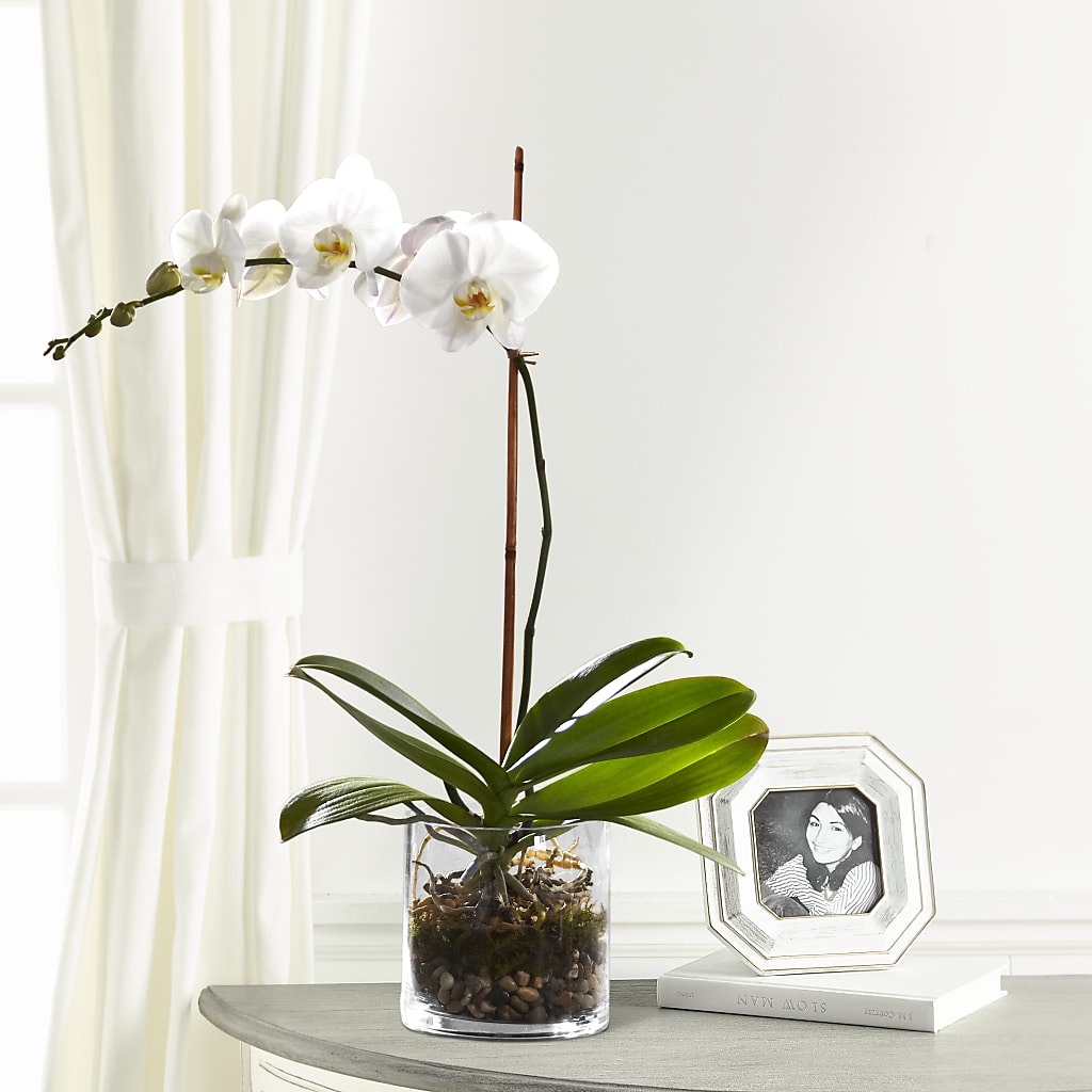 White Orchid Planter – Evergreen Flowers, Tucson AZ
