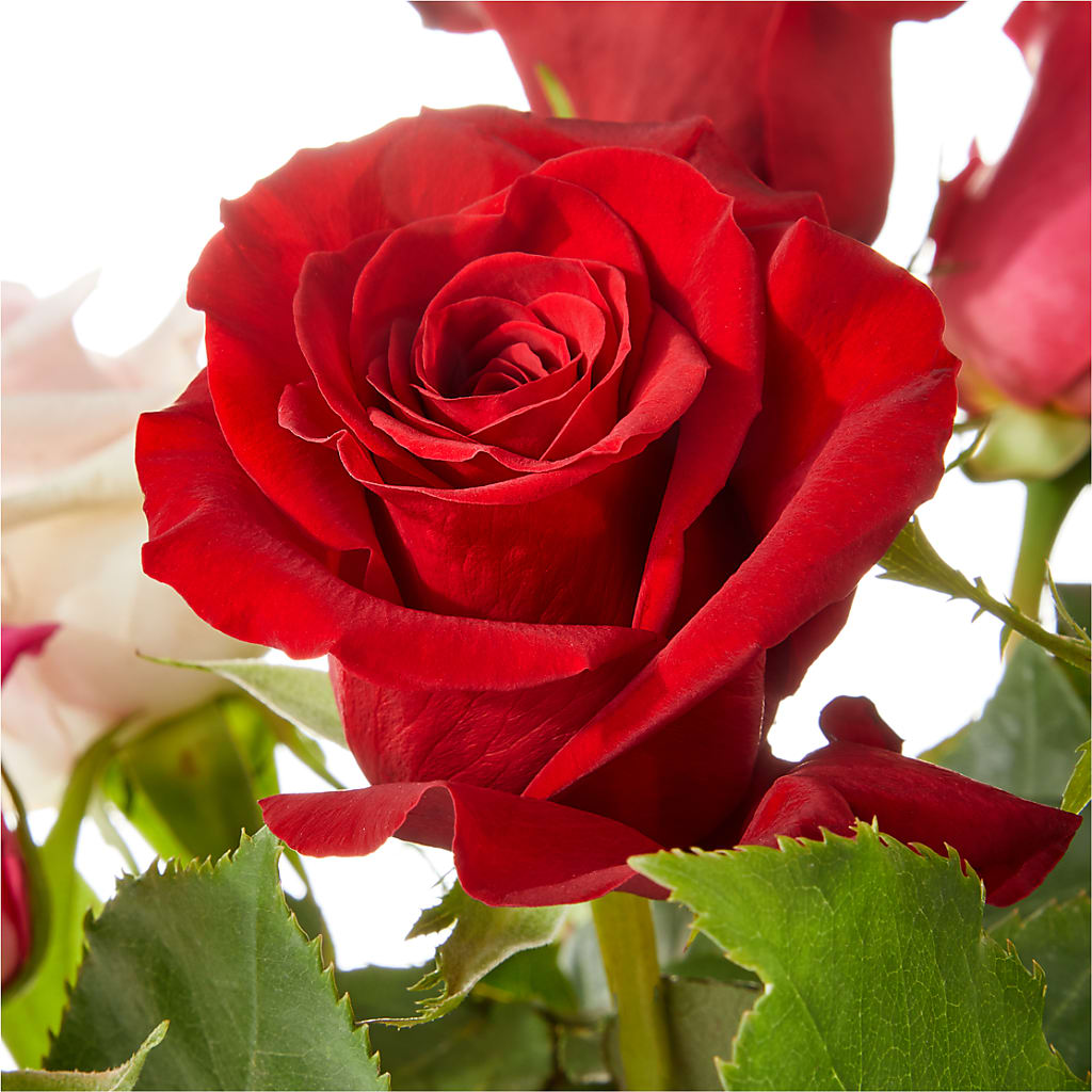 Love Notes Rose Bouquet – Evergreen Flowers, Tucson AZ