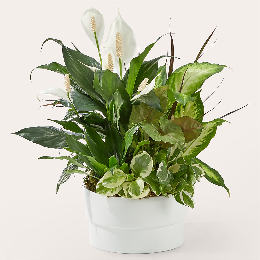 Radiating Positivity Dishgarden – Evergreen Flowers, Tucson AZ