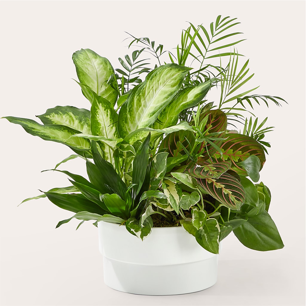 Radiating Positivity Dishgarden – Evergreen Flowers, Tucson AZ