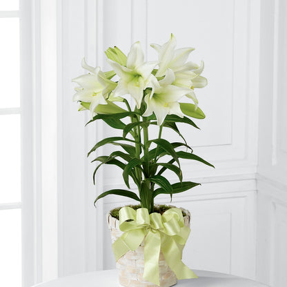 Easter Lily Plant –  Evergreen Flowers, Tucson AZ
