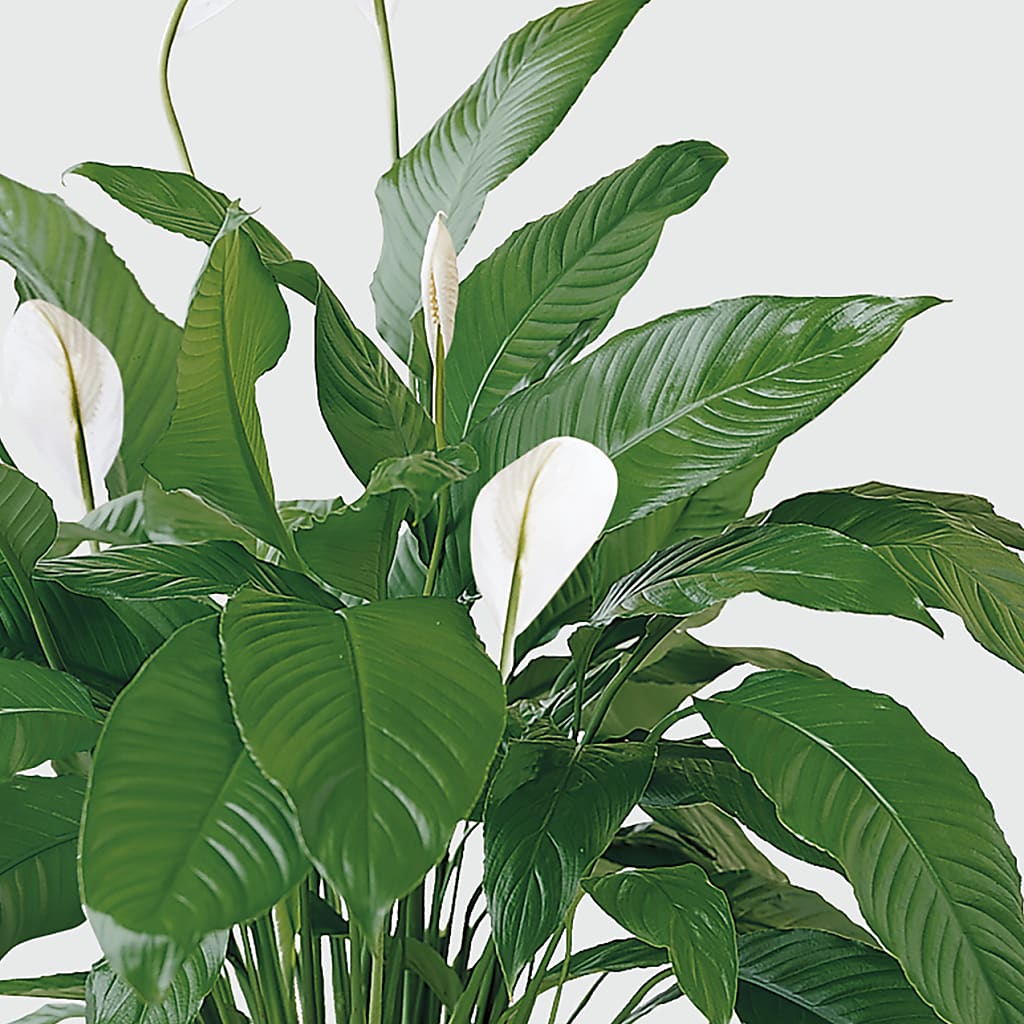 Tranquil Moments Peace Lily Plant –  Evergreen Flowers, Tucson AZ