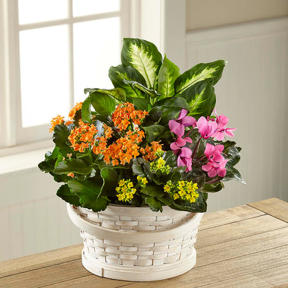 Color Crush Dishgarden –  Evergreen Flowers, Tucson AZ