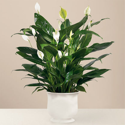 Comfort Planter –  Evergreen Flowers, Tucson AZ