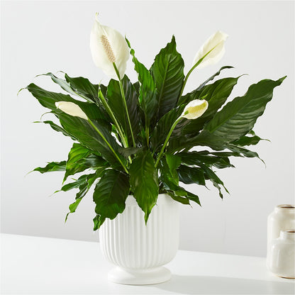 Comfort Planter –  Evergreen Flowers, Tucson AZ