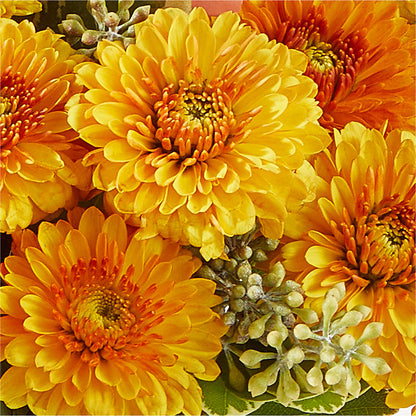 Peachy Pumpkin –  Evergreen Flowers, Tucson AZ