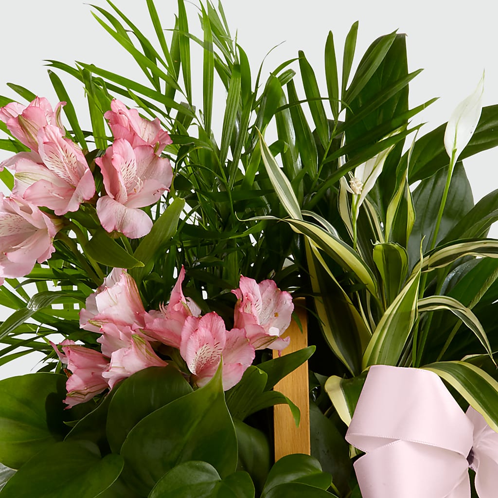 Living Spirit Dishgarden –  Evergreen Flowers, Tucson AZ