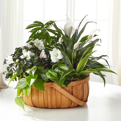Serene Dishgarden –  Evergreen Flowers, Tucson AZ