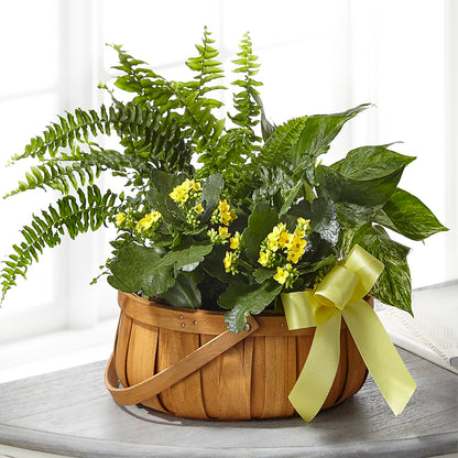 Always Dear Dishgarden –  Evergreen Flowers, Tucson AZ