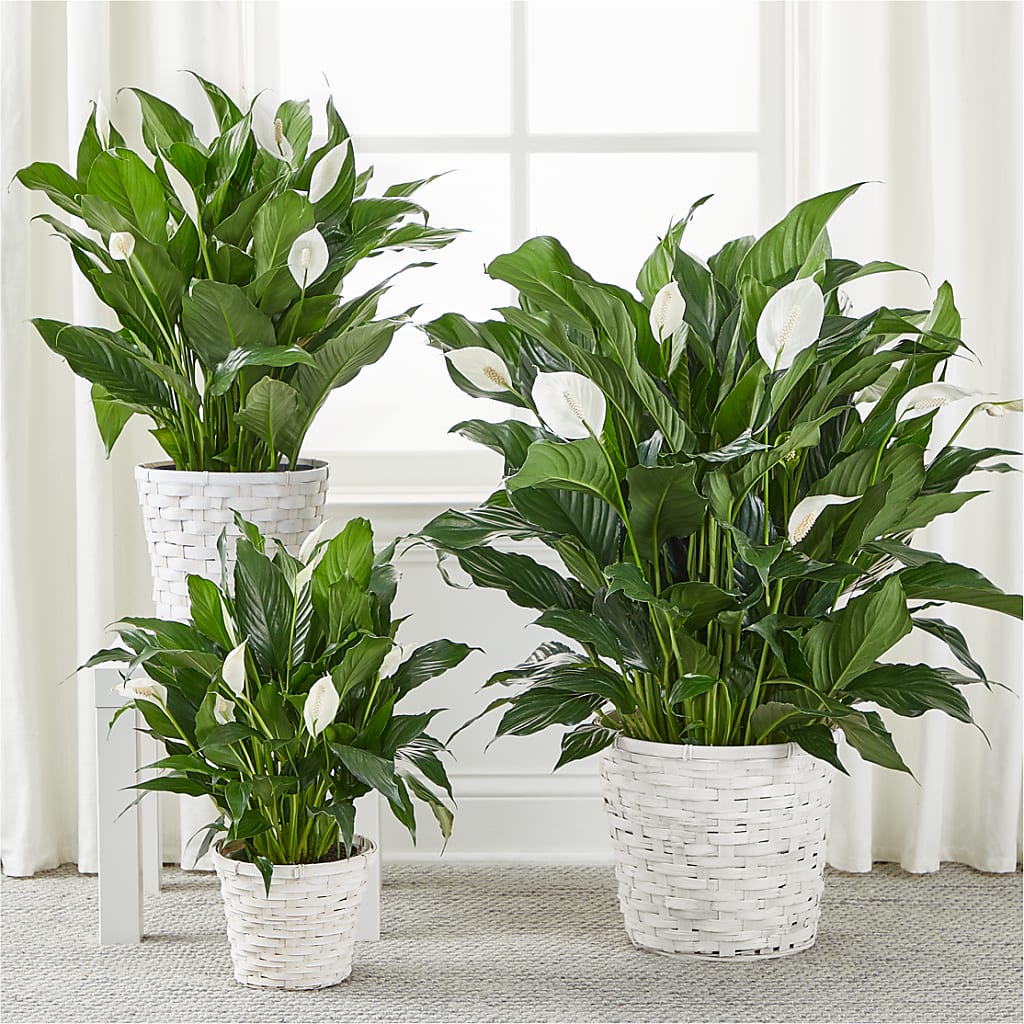 A New Leaf Peace Lily –  Evergreen Flowers, Tucson AZ