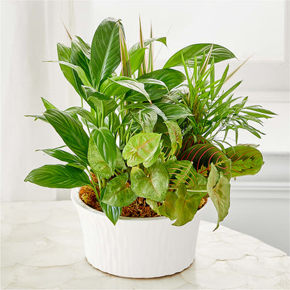 Balance & Harmony Dishgarden –  Evergreen Flowers, Tucson AZ