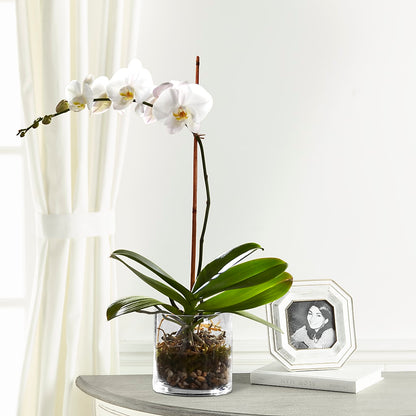 White Orchid Planter –  Evergreen Flowers, Tucson AZ